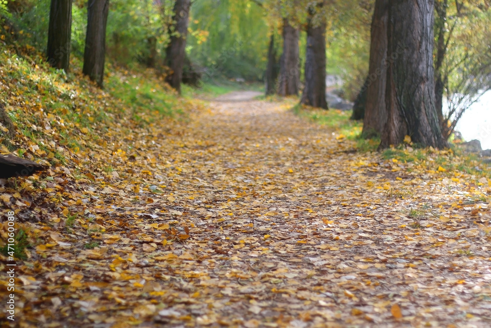 Fallen autumn leaves in the forest. Selective focus. Fallen autumn leaves in the forest. Selective focus.