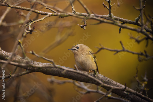 Single small Goldcrest bird sitting on tree branch