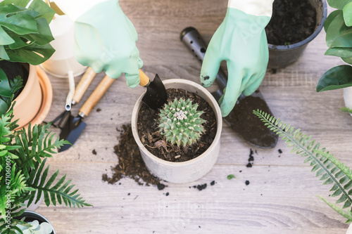 Gardener, Top view hand of woman replanting, planting cacti, cactus in ceramic pot, can dirt or soil on wooden table, take care in garden.Hobby of plant, gardening or houseplants of freelancer indoor.