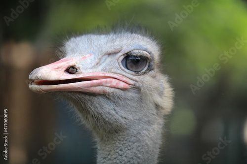 ostrich head close up © Ipixeler
