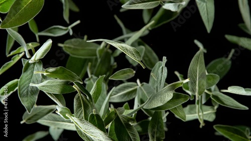 Super Slow Motion Shot of Flying Tasty Sage Leaves Isolated on Black Background at 1000 fps. photo