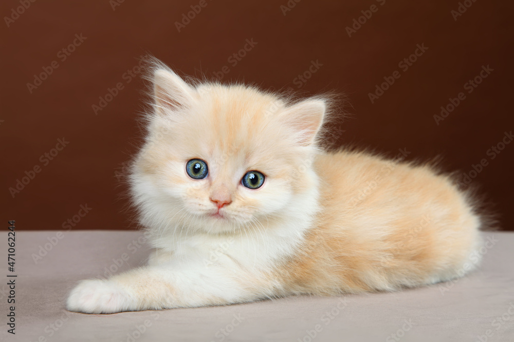 A small fluffy kitten with blue eyes looks into the camera.