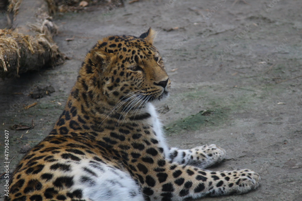 Obraz premium the far Eastern leopard