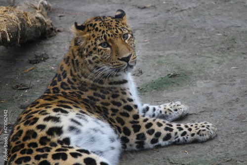 the far Eastern leopard