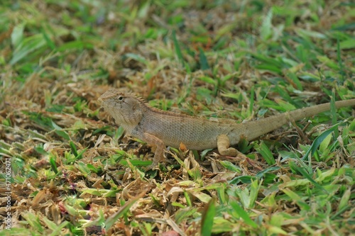 A brown lizard on green grass in summer day. Animal and nature concept. © Aungsumol