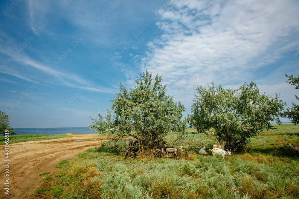 Domestic goats grazing in a green meadow near a biofarm in summer. A herd of brown and white mammals with horns in the background of trees. Domestic goats grazing in a green meadow near a biofarm in summer. A herd of brown and white mammals with horns in the background of trees.