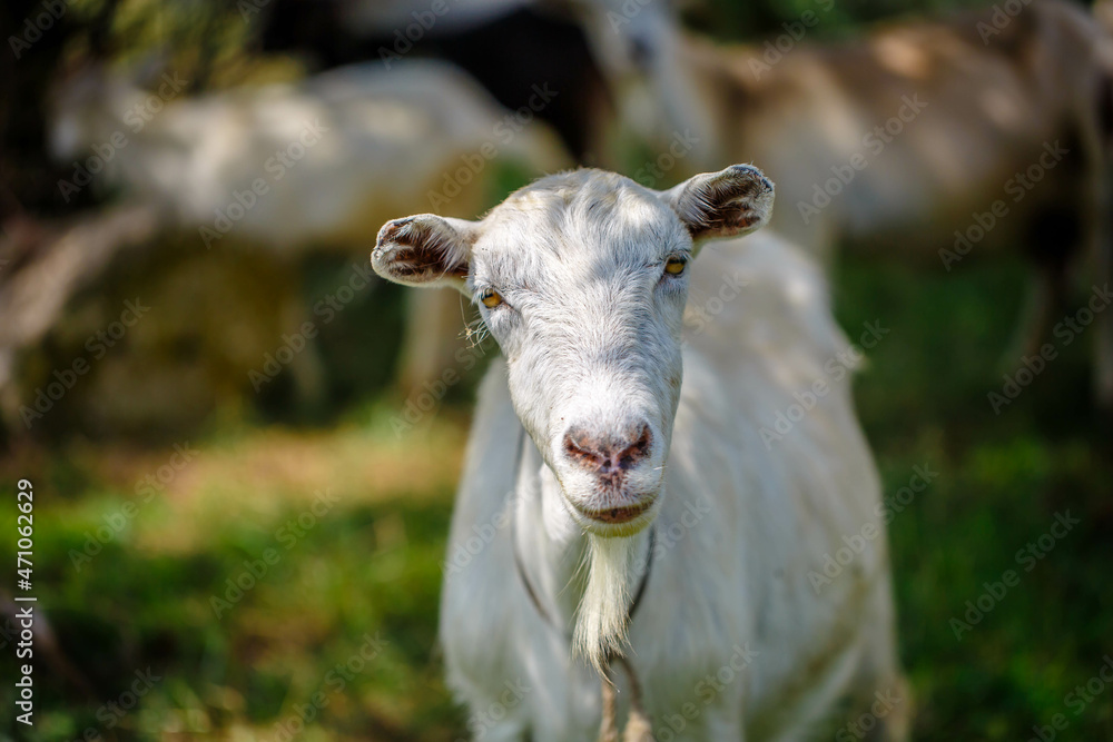 Domestic goats grazing in a green meadow near a biofarm in summer. A herd of brown and white mammals with horns in the background of trees. Domestic goats grazing in a green meadow near a biofarm in summer. A herd of brown and white mammals with horns in the background of trees.