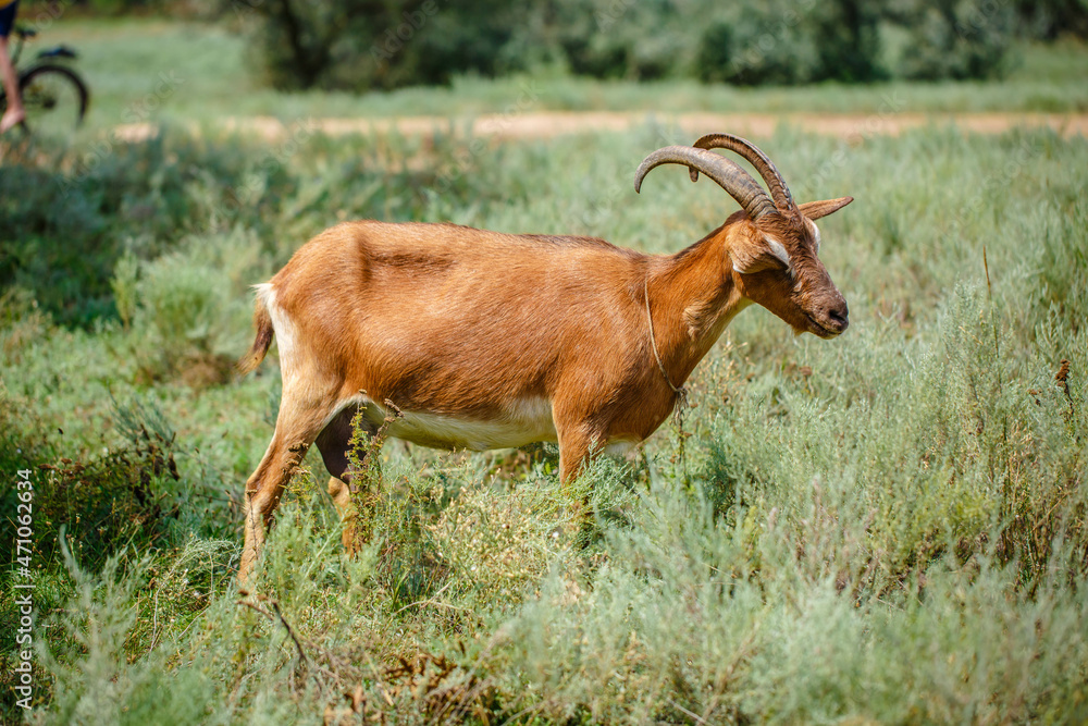 Ginger goat with horns grazes in a field in summer Ginger goat with horns grazes in a field in summer