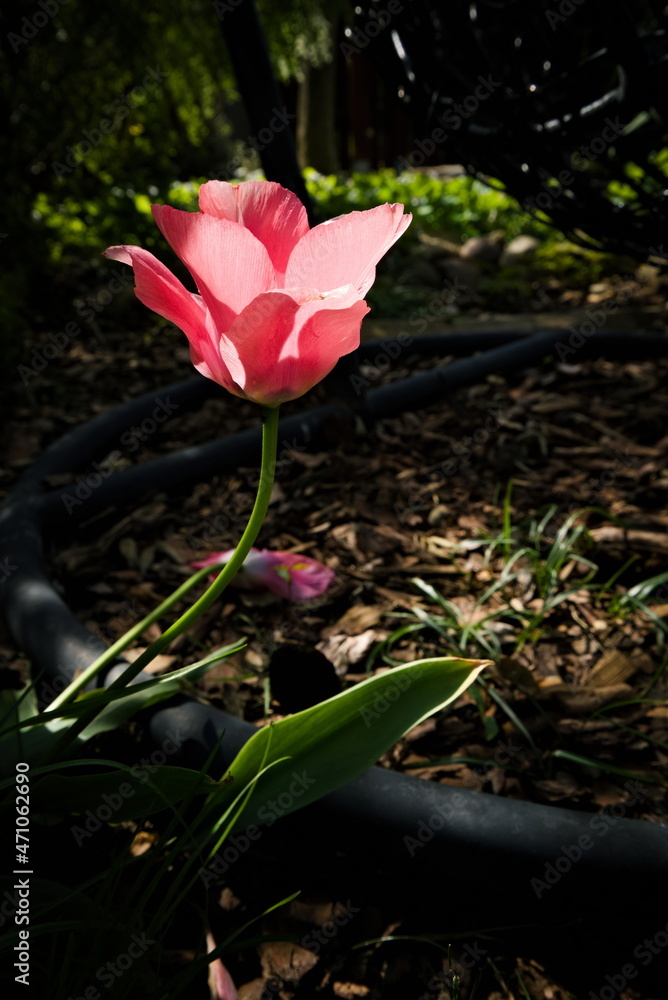Pink tulip standing in shade illuminated sun rays