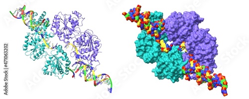 Tableau sur toile Structure of human RECQ-like helicase in complex with DNA