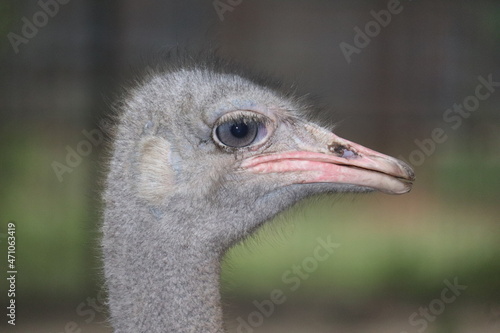 close up of an ostrich © Ipixeler
