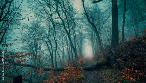 Foggy autumn forest with fallen tree and path
