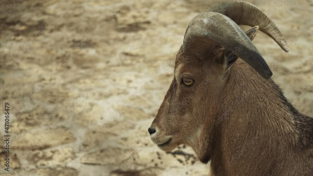 Male Goat Portrait. Horned goat outdoors. Home farm for the production of dairy products. Livestock. Ranch. Young goat. Animal husbandry. Male Goat Portrait. Horned goat outdoors. Home farm for the production of dairy products. Livestock. Ranch. Young goat. Animal husbandry.