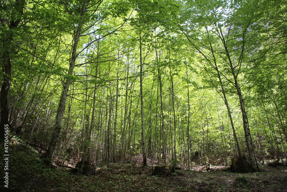 Obraz premium BAYERN