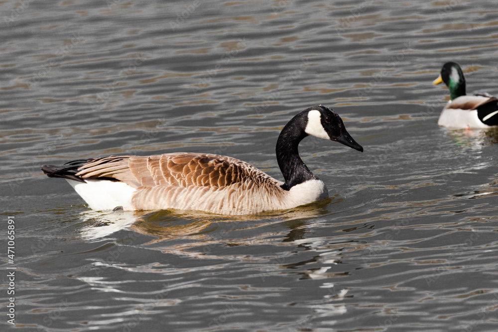 country goose branta canadensis country goose branta canadensis