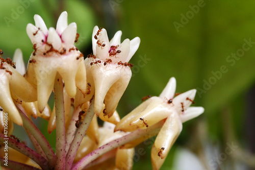 Selective focus of ants on white flowers, Hoya flowers, with blur background of green leaves and copy space.