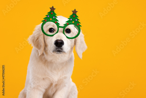 Cute golden retriever puppy in green shiny glasses in form of Christmas trees against yellow wall