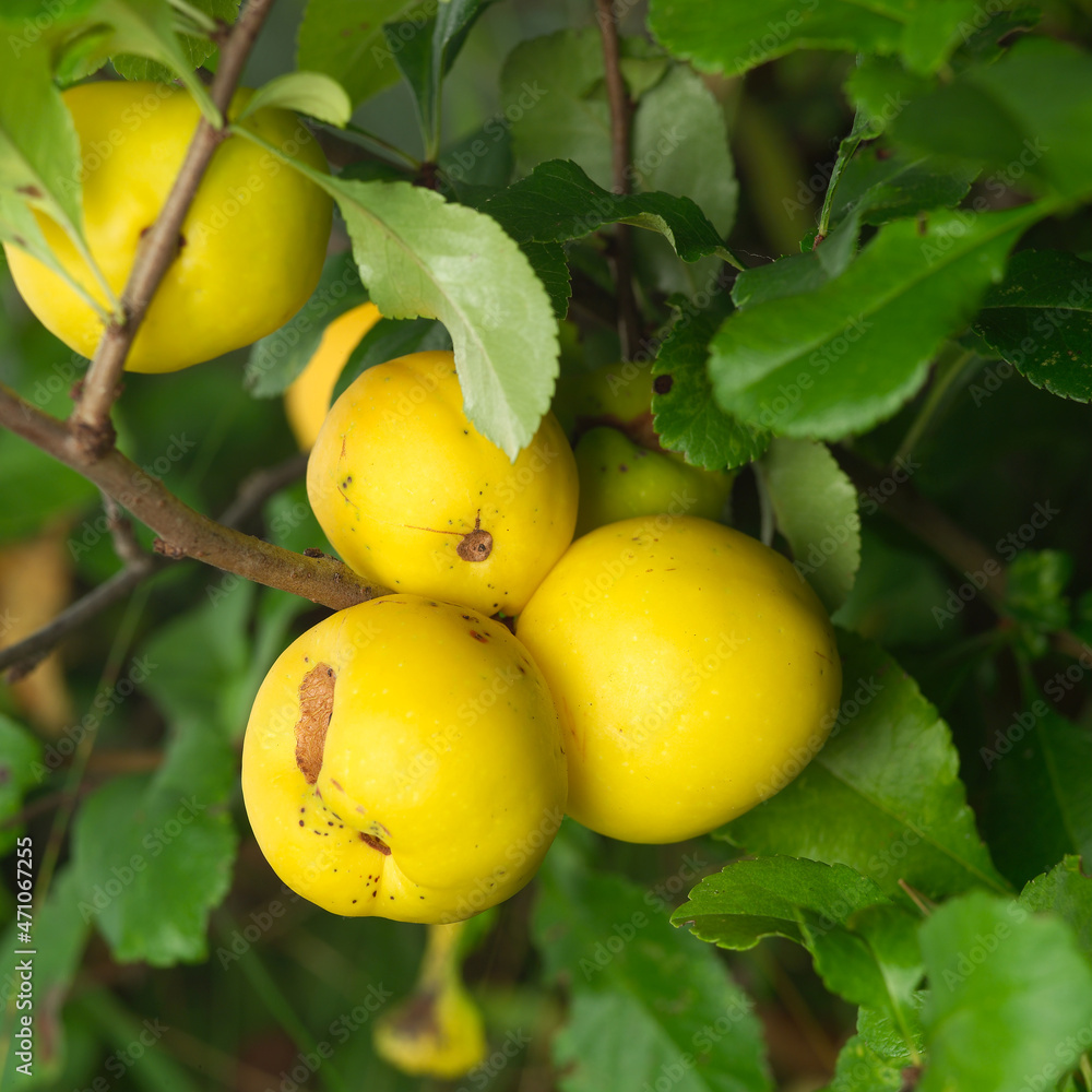 Yellow quince fruit on a tree in the garden