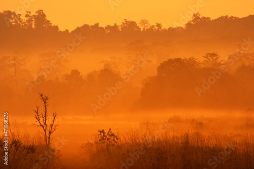 A scenery of fog and silhouetted trees in the morning with orange sunlight from Thailand.