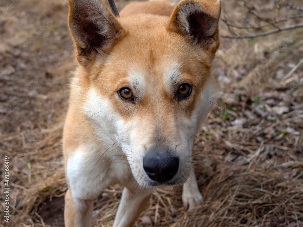 Beautiful ginger dog, close-up portrait of red male walking in a forest. Winter time. . Copy space