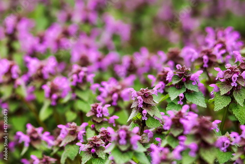 Lamium purpureum blooms in a meadow on a blurred natural background