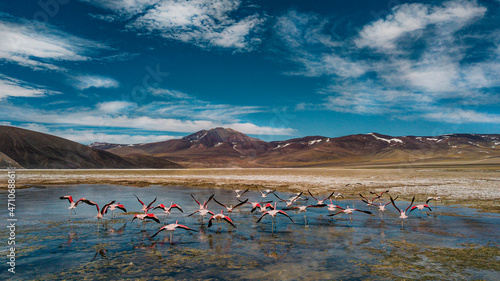 the flight of flamingos