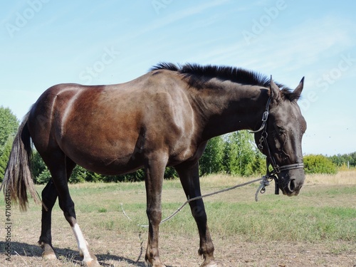 A horse, dark chestnut color, with a trimmed mane on a summer pasture.