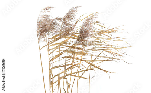 Dry reeds in windy day isolated on white background. Abstract autumn dry bulrush growing in lagoon. photo