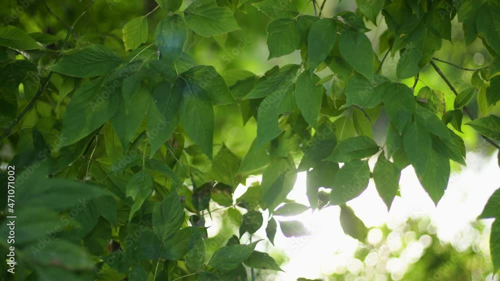 Beautiful spring or summer sunny sunset landscape. Close-up view 4k video footage of fresh green foliage of trees growing outside on shore of river. Sun shine sparkles through leaves Beautiful spring or summer sunny sunset landscape. Close-up view 4k video footage of fresh green foliage of trees growing outside on shore of river. Sun shine sparkles through leaves