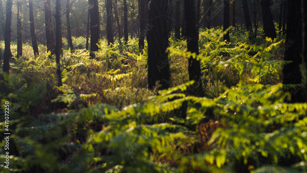 Obraz premium Paysages doré dans la forêt des Landes de Gascogne, au moment du coucher du soleil, dont les rayons s'infiltrent à travers les rangées de pins