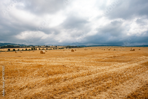 round bales of dry straw on agricultural land