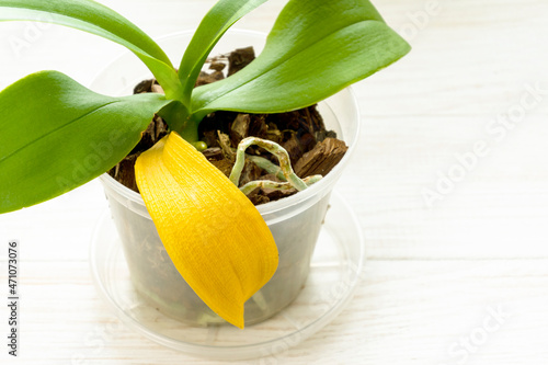 Orchid plant with naturaly yellow dry leaf. Home gardening photo