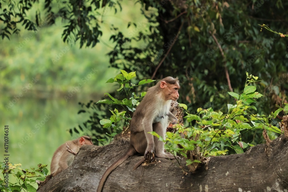 (macaca radiata) A monkey sitting on a tree (macaca radiata) A monkey sitting on a tree