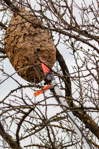injection dans nid de frelons asiatiques pour destruction