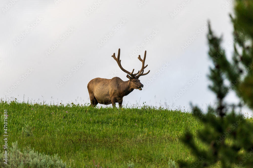 Elk on a hill in Yellowstone National Park Elk on a hill in Yellowstone National Park
