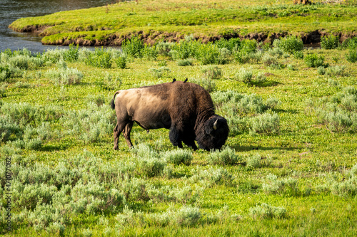 Bison Grazing in a field by the Madison River in Yellowstone National Park photo