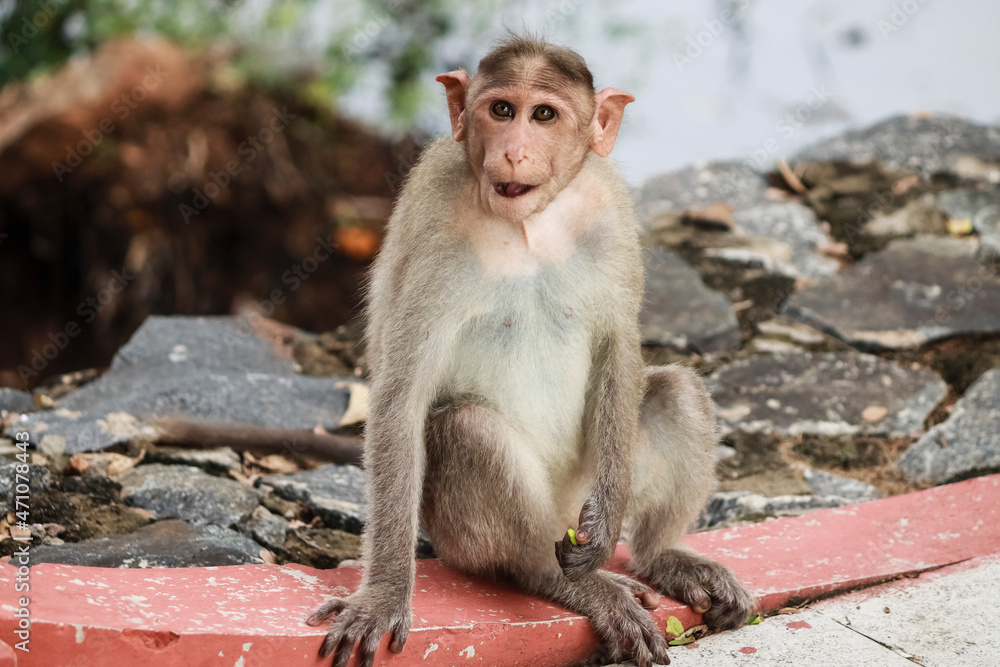 (macaca radiata) A monkey is sitting on the ground