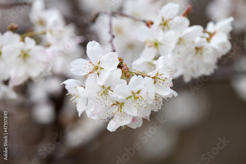 唐実桜の白い花