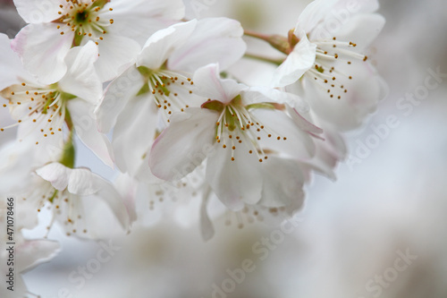 Fototapeta Naklejka Na Ścianę i Meble -  唐実桜の白い花
