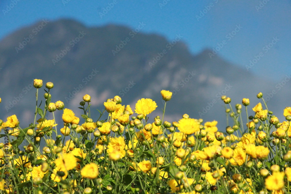 the beautiful yellow flowers with mountains backgroud.