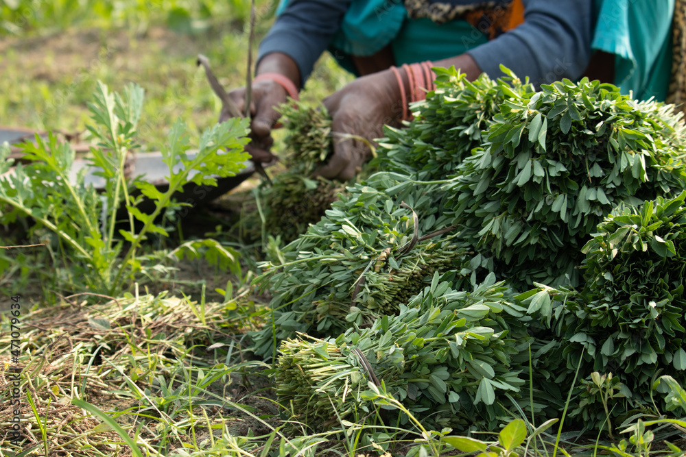 Bundled Packs Of Newly Harvested Fresh Leaves Of Fenugreek Greens Or Samudra Methi Ka Saag Is Protein Rich Leafy Green Vegetables Widely Enjoyed During Winter. Lady Farmer Holding Packing Bundles Bundled Packs Of Newly Harvested Fresh Leaves Of Fenugreek Greens Or Samudra Methi Ka Saag Is Protein Rich Leafy Green Vegetables Widely Enjoyed During Winter. Lady Farmer Holding Packing Bundles