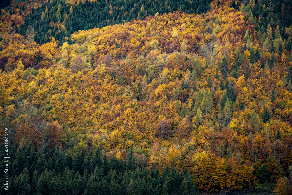 Laubwälder, Herbst