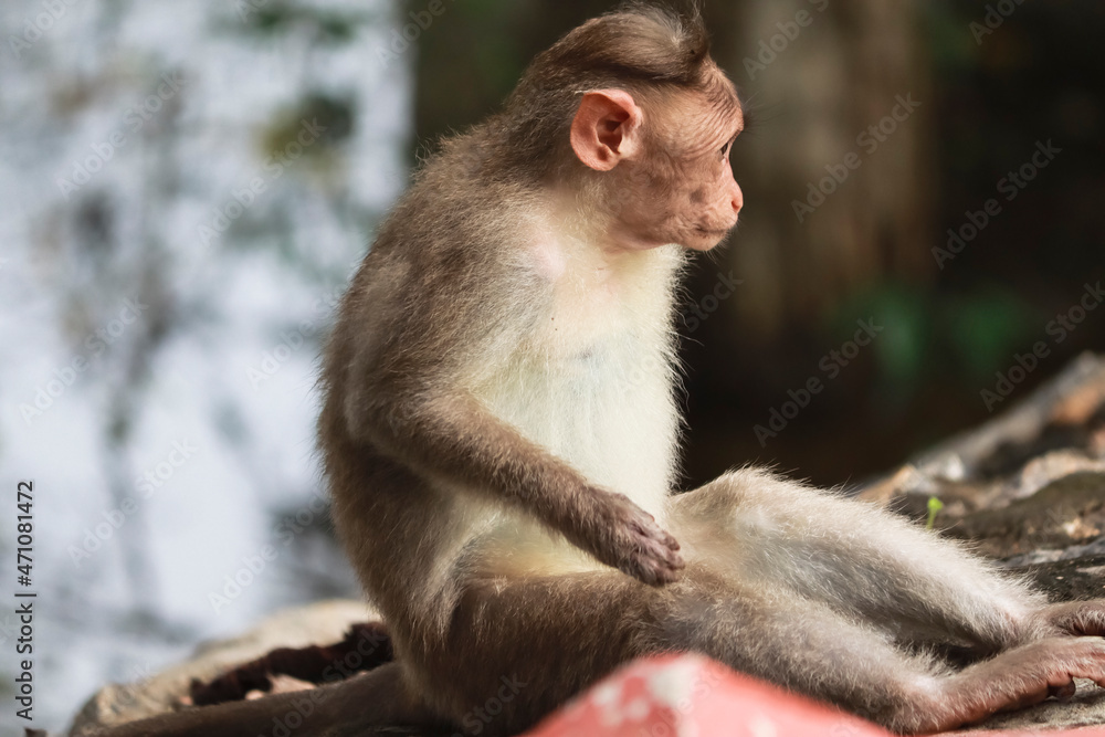 (macaca radiata) A monkey sitting on the ground watching (macaca radiata) A monkey sitting on the ground watching