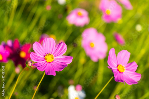 Beautiful pink color cosmos  Mexican aster  flower background