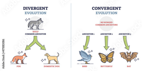 Divergent vs convergent evolution with ancestors development outline  diagram. Labeled educational animal growth to different species vector  illustration. Nature selection and biological progress. Stock Vector |  Adobe Stock