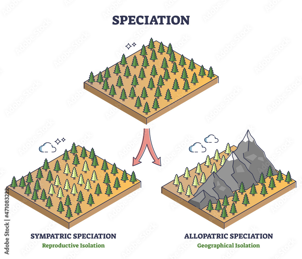 Speciation process with sympatric and allopatric division outline diagram. Labeled educational reproductive and geographical isolation examples with forest trees evolution models vector illustration. - obrazy, fototapety, plakaty 