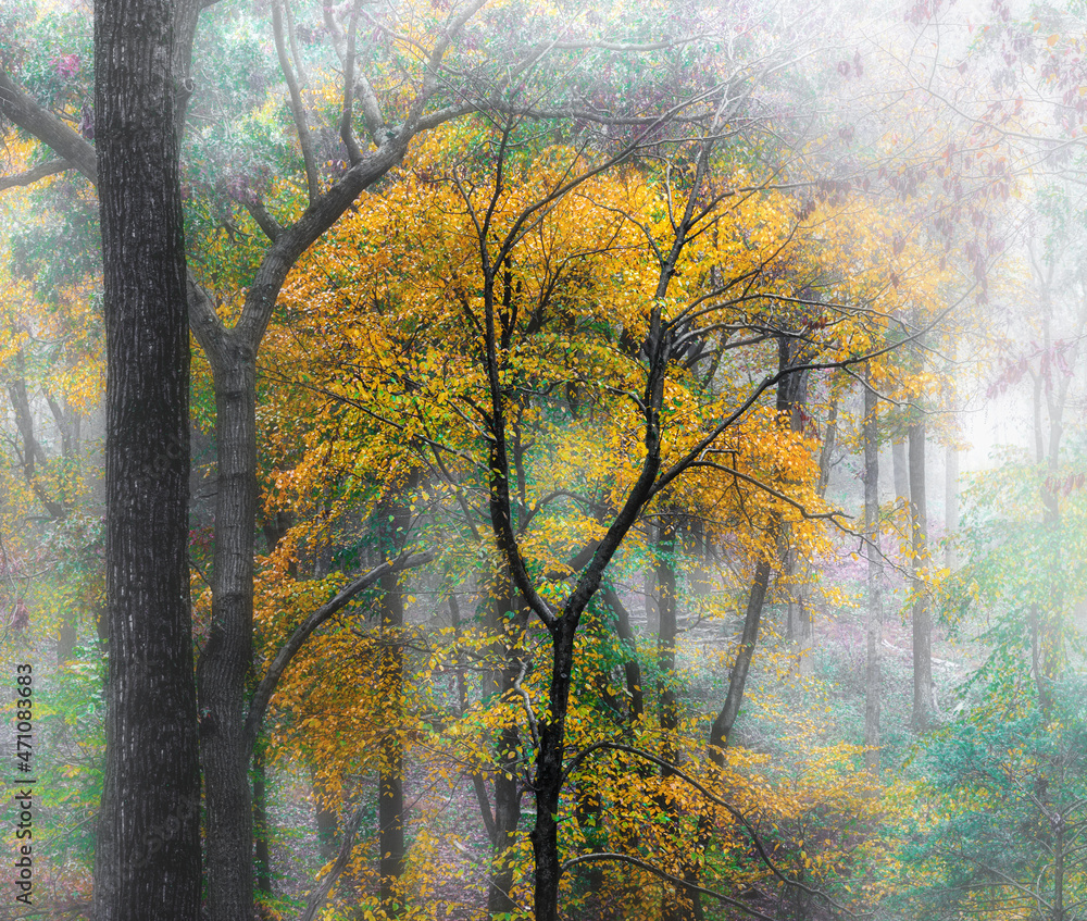Yellow leaves on a tree in Autumn in the Fog.  Hershey Pa in November.