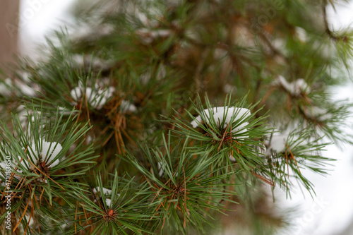 winter, nature and floral concept - close up of snowy pine tree branches in forest