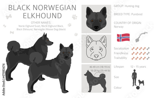 Black norwegian elkhound clipart. Different coat colors and poses set