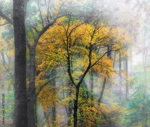 Yellow leaves on a tree in Autumn in the Fog. Hershey Pa in November.